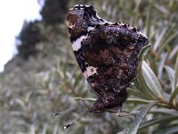Vanessa atalanta 25, Atalanta, Saxifraga-Frank Dorsman  Vanessa atalanta, AtalantaAW-duinen 010911