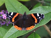 Vanessa atalanta 29, Atalanta, Saxifraga-Peter Meininger
