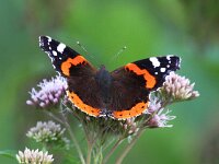 Vanessa atalanta 38, Atalanta, Saxifraga-Bart Vastenhouw