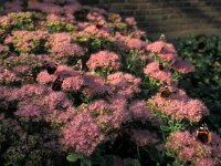 Vanessa atalanta 5, Atalanta, Vlinderstichting-Kars Veling