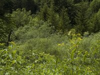 Vanessa atalanta 6, Atalanta, habitat, F, Isere, Gresse-en- Vercors, La Ville, Saxifraga-Marijke Verhagen