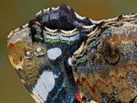 Vanessa atalanta 61, Atalanta, Saxifraga-Ab H Baas