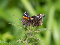 Vanessa atalanta 71, Atalanta, Saxifraga-Bart Heijne : 2024, Retranchement, Zeeland, Zeeuws Vlaanderen, atalanta, brandnetel, dagvlinder, insect, juli, vakantie, zomer