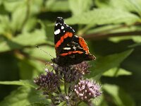 Vanessa atalanta 81, Atalanta, Saxifraga-Jan van der Straaten