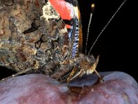 Vanessa atalanta 88, Atalanta, Saxifraga-Luc Hoogenstein : Atalanta, Lunetten, pruim