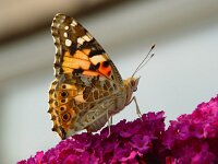 Vanessa cardui 20, Distelvlinder, Vlinderstichting-Henk Bosma