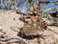 Vanessa cardui 79, Distelvlinder, Saxifraga-Ed Stikvoort : Ilha Deserta