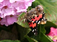 Vanessa vulcania 2, Canarische atalanta, Saxifraga-Kars Veling