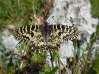 Zerynthia cassandra 2, Italiaanse pijpbloemvlinder, Saxifraga-Ed Stikvoort