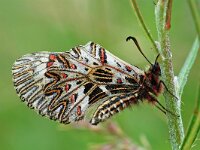 Zerynthia polyxena 12, Zuidelijke pijpbloemvlinder, Vlinderstichting-Albert Vliegenthart