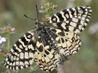 Zerynthia polyxena 22, Zuidelijke pijpbloemvlinder, Saxifraga-Elisabeth Raboin