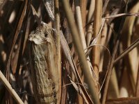 Zerynthia polyxena 27, Zuidelijke pijpbloemvlinder, pupa, Saxifraga-Kars Veling