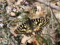 Zerynthia polyxena 33, Zuidelijke pijpbloemvlinder, Saxifraga-Kars Veling