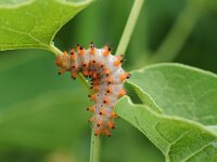 RUPS VAN ZERYNTHIA POLYXENA.