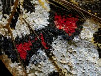 Zerynthia rumina 28, Spaanse pijpbloemvlinder, Saxifraga-Ab H Baas