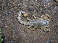 Buthus occitanus, Common Yellow Scorpion