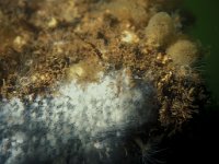 Aurelia aurita 10, Oorkwal, larva, Saxifraga-Eric Gibcus