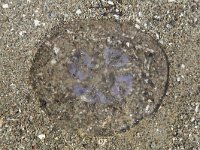 Moon Jellyfish on beach.  Aurelia aurita : death, jellyfish, moon jellyfish, the end, animal, Aurelia aurita, beach, natural, nature, sand, fauna