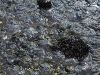 Oorkwallen op strand  Aurelia aurita. : Death, The end