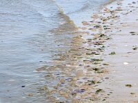 Aurelia aurita 40, Oorkwal, Saxifraga-Foto Fitis-Sytske Dijksen
