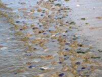 Aurelia aurita 41, Oorkwal, Saxifraga-Foto Fitis-Sytske Dijksen