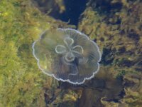 Aurelia aurita 47, Oorkwal, Saxifraga-Foto Fitis-Sytske Dijksen