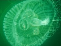 Scyphozoa, Kwallen, Jellyfishes