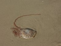 Chrysaora hysoscella, Compass Jellyfish