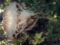 Chrysaora hysoscella 2, Kompaskwal, Foto Fitis-Sytske Dijksen