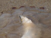 Chrysaora hysoscella 24, Kompaskwal, Saxifraga-Foto Fitis-Sytske Dijksen