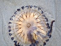 Kompaskwal  Compass Jellyfish (Chrysaora hysoscell) on the beach of Haamstede, Zealand, Holland : beach, Chrysaora hysoscell, coast, color, colour, Compass Jellyfish, jellyfishes, nature natural, sand, sandy, sea, shore, shoreline, Dutch, Europe European, Haamstede, Holland, Netherlands, sealife, square