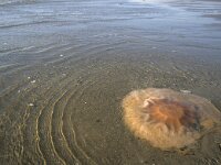 Cyanea capillata 15, Gele haarkwal, Saxifraga-Foto Fitis-Sytske Dijksen