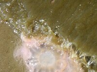 Cyanea capillata 17, Gele haarkwal, Saxifraga-Foto Fitis-Sytske Dijksen