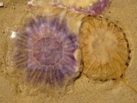 Cyanea lamarckii 11, Blauwe haarkwal, Saxifraga-Foto Fitis-Sytske Dijksen