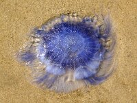 Cyanea lamarckii 13, Blauwe haarkwal, Saxifraga-Foto Fitis-Sytske Dijksen