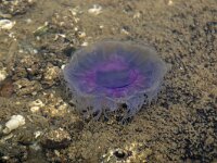 Cyanea lamarckii 19, Blauwe haarkwal, Saxifraga-Foto Fitis-Sytske Dijksen