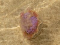 Cyanea lamarckii 20, Blauwe haarkwal, Saxifraga-Foto Fitis-Sytske Dijksen