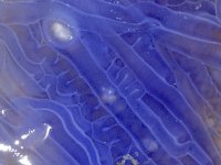 Cyanea lamarckii 9, Blauwe haarkwal, Saxifraga-Foto Fitis-Sytske Dijksen