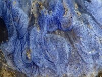 Cyanea lamarckii 9, Blauwe haarkwal, Saxifraga-Foto Fitis-Sytske Dijksen