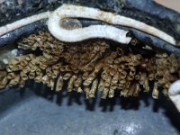 Linuche unguiculata 1, Saxifraga-Foto Fitis-Sytske Dijksen