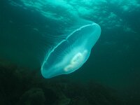 Aurelia aurita 21, Oorkwal, Saxifraga-Eric Gibcus