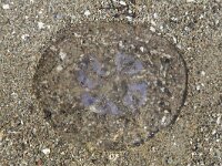 Moon Jellyfish on beach.  Aurelia aurita : death, jellyfish, moon jellyfish, the end, animal, Aurelia aurita, beach, natural, nature, sand, fauna