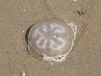 Aurelia aurita 30, Oorkwal, Saxifraga-Willem van Kruijsbergen