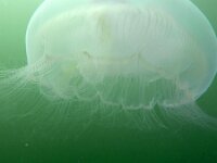 Aurelia aurita 38, Oorkwal, Saxifraga-Tom Heijnen