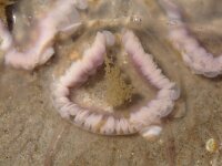 Aurelia aurita 43, Oorkwal, detail, Saxifraga-Foto Fitis-Sytske Dijksen