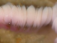 Aurelia aurita 44, Oorkwal, detail, Saxifraga-Foto Fitis-Sytske Dijksen