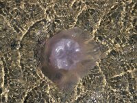 Aurelia aurita 45, Oorkwal, Saxifraga-Foto Fitis-Sytske Dijksen