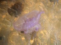 Aurelia aurita 46, Oorkwal, Saxifraga-Foto Fitis-Sytske Dijksen