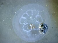 Aurelia aurita 48, Oorkwal, Saxifraga-Foto Fitis-Sytske Dijksen