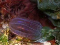 Beroe cucumis 1, Meloenkwalletje, Foto Fitis-Sytske Dijksen